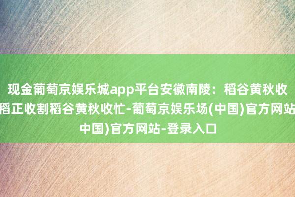 现金葡萄京娱乐城app平台安徽南陵：稻谷黄秋收忙 单季晚稻正收割稻谷黄秋收忙-葡萄京娱乐场(中国)官方网站-登录入口